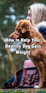 What else can you do to help your dog gain weight? Pin On Dog Training