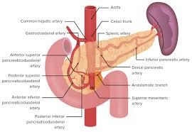 Image result for pancreas)