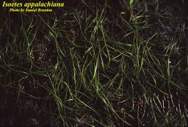 Image result for Isoetes alstonii