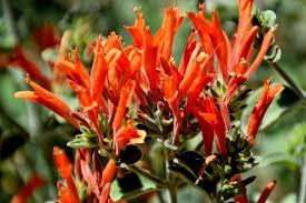 Image result for Dicliptera sericea