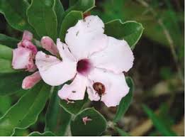 Image result for Adenium swazicum