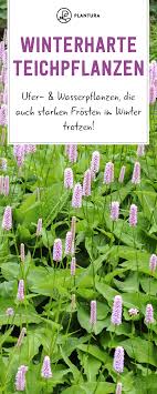 Hardy Pond Plants 12 Robust Plants For The Garden Pond Plantura In 2020 Pond Plants Garden Pond Water Garden