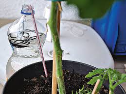 Giessvertretung 4 Ideen Zur Bewasserung In 2020 Bewasserung Garten Pflanzen Bewasserung Pflanzen