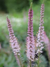 Вероникаструм виргинский (veronicastrum virginicum `fascination`). Stauden Stade Versand Shop Veronicastrum Virginicum Erika Kandelaber Ehrenpreis Hier Bestellen