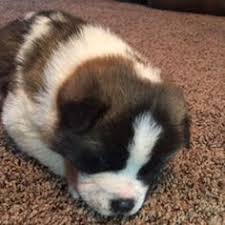 If you are looking to adopt or buy a akita take a look here for puppies for as low as $300! 11 Best Akita Puppies For Sale Ideas Akita Puppies Akita Puppies For Sale Puppies For Sale
