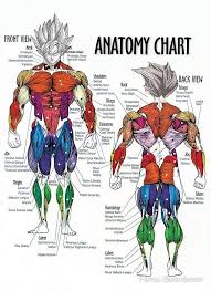 The work on the high pulley allows those who are not yet able to do. Muscle Chart Anatomy Diagram For Bodybuilders By Fanou Boomboom Muscle Anatomy Muscle Diagram Muscle Chart Anatomy