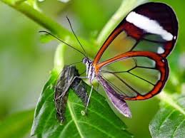 Kumpulan puisi kupu kupu terbaru. 20 Puisi Kupu Kupu Warna Biru Yang Lucu Untuk Anak Anak Sd Klak Klik Bermutu