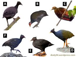 85 Gambar Ayam Hutan Papua Gambar Pixabay