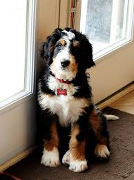 What A Beautiful Pup Its A Bernedoodle Thats A Bernese