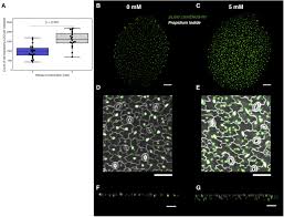 We did not find results for: Nitrate Defines Shoot Size Through Compensatory Roles For Endoreplication And Cell Division In Arabidopsis Thaliana Sciencedirect