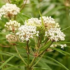 Image result for Asclepias aurea