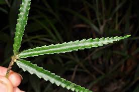 Image result for Elatostema monticola