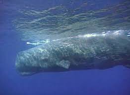 Posisi paus sperma saat tidur adalah salah satu hal yang menarik dibahas dari dunia hewan. Mengenal Biota Laut Paus Sperma Physeter Macrocephalus Hewan Bergigi Terbesar Di Dunia Halaman All Kompasiana Com