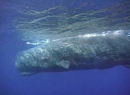 Sepuluh ekor paus sperma terdampar di pesisir pantai ujong kareng, provinsi aceh. Mengenal Biota Laut Paus Sperma Physeter Macrocephalus Hewan Bergigi Terbesar Di Dunia Halaman All Kompasiana Com