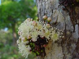Image result for Eugenia malangensis