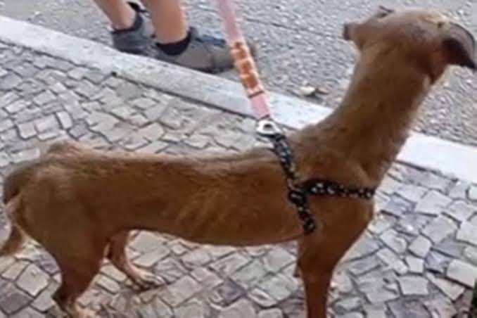 Mais de 30 cães e gatos são resgatados em situação de maus-tratos no Guará - INFFORMA - Informação é tudo!
