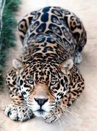 El Mundo En Imagenes On Twitter Animals Cute Animals Big Cats
