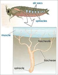 Cytoskeleton thickens the edge network of any existing mesh into a. How Is Air Taken Directly To The Muscles In A Grasshopper Homeworklib