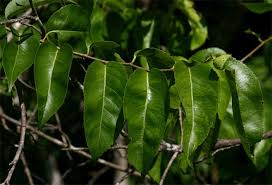 Image result for Oncoba