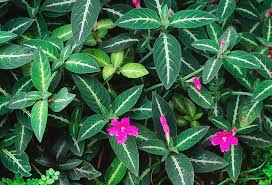 Image result for Ruellia makoyana