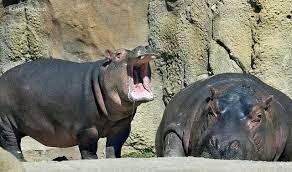 It can hold its breath for up to five minutes. Happy National Napping Day A Hippo Can Hold Their Breath Up To 5 Min And Can Even Sleep Underwater Thanks To A Reflex That Zoo Babies Hippo Majestic Animals