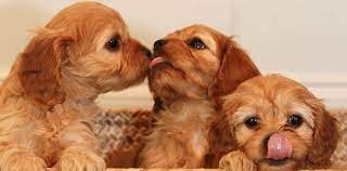 We know it's important for. Havapoo Puppies In Virginia Cavapoo Puppies In Virginia By Black Creek Doodles