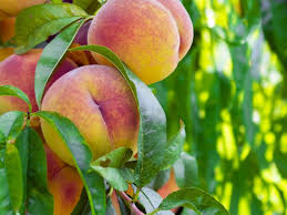 You need just 6 ingredients, 25 minutes of prep. The Fuzzy History Of The Georgia Peach History Smithsonian Magazine