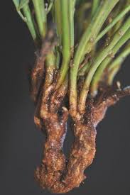 Image result for Crotalaria quarrei