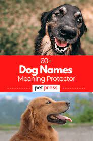 Derived from the greek male name alex, it means man's defender. alvira/alvera—german. 68 Dog Names Meaning Protectors For Male And Female Dogs