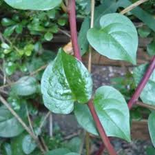 Tanaman lidah buaya daun dan akarnya mengandung saponin dan flavonoid, di samping itu daunnya mengandung tanin dan polifenol (hutapea, 2000). Daun Binahong Merah Segar Herbal Alami Penyembuh Luka Pasca Operasi Penambah Stamina Dan Imun Tubuh Shopee Indonesia