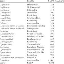 Image result for Eriocephalus ambiguus