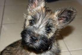 This Is Leo My 10 Week Old Cairn Terrier Puppy Can You Say Awwww Cairn Terrier Puppies Cairn Terrier Terrier Puppy