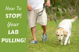 Check spelling or type a new query. How To Leash Train A Dog Stop A Puppy Pulling On Leash While Walking