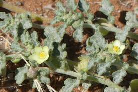 Image result for Grielum