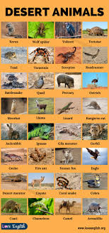 Desert Animals 35 Names Of Animals That Live In Desert Biomes Love English
