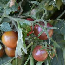 This indeterminate vine grows quite well and will need a tall cage for support. Honkin Big Black Cherry Heirloom Tomato Seeds Terroir Seeds