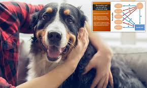 Friendly Dogs Are Lower Down The Pecking Order In Multi Dog Households Study Reveals Daily Mail Online