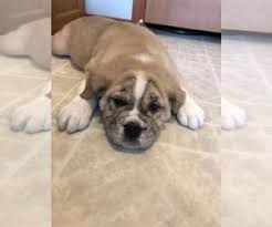 This breed is often confused with the olde english i enjoy writing about my experience caring for and living with an olde english bulldogge. View Ad Olde English Bulldogge Puppy For Sale Near Minnesota Finlayson Usa Adn 133475