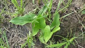 Image result for Stylochaeton