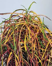 Image result for Croton