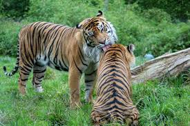 Domestic cats, like lions, will groom each other with great zeal. Why Do Cats Groom Each Other The Answer Will Surprise You Thecatsite Articles