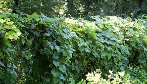 Canada moonseed (menispermum canadense) is high climbing vine with large smoothed edged leaves with white flowers that droop in clusters, each fruit will contain a single flattened crescent shaped seed and the plant will have no. Riverbank Grape Vitis Riparia Michx