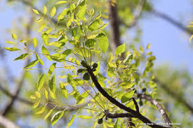 Image result for Sclerocarya