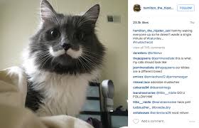 Updating database of 1 300 000 hashtags. How To Make Money With Your Pet On Instagram Wolf Millionaire