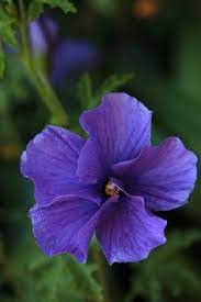 Blue Hibiscus Alyogyne Huegelii By Sheila Of Perth Australia On Pbase Com Blue Hibiscus Hibiscus Flowers Beautiful Flowers