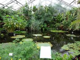 Etwa 10.000 pflanzenarten wachsen auf dem gelände am rande des großen gartens. Bilder Botanischer Garten Dresden Reisetipps