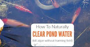 This is an indisputable must for anyone planning to keep and feed. How To Keep Pond Water Clear Naturally And Get Rid Of Pond Algae