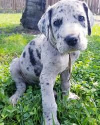 Looking for a great dane puppy or dog in new jersey? 0ztj3f62a8kmom