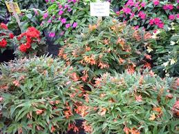 Image result for Begonia wollastonii