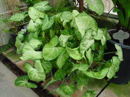 Image result for Syngonium